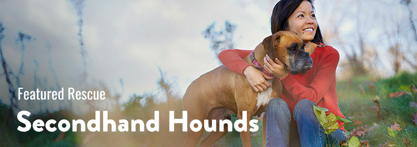 Rescue-Animals-Secondhand-Hounds-Hauspaws-Image